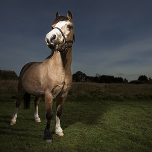 Hertfordshire Equine Photography