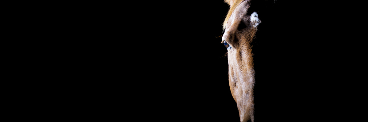 Equine Photography By St. Albans Photography