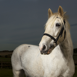 Hertfordshire Equine Photography