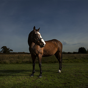 Hertfordshire Equine Photography