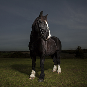 Hertfordshire Equine Photography