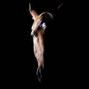 Hertfordshire Equine Photography