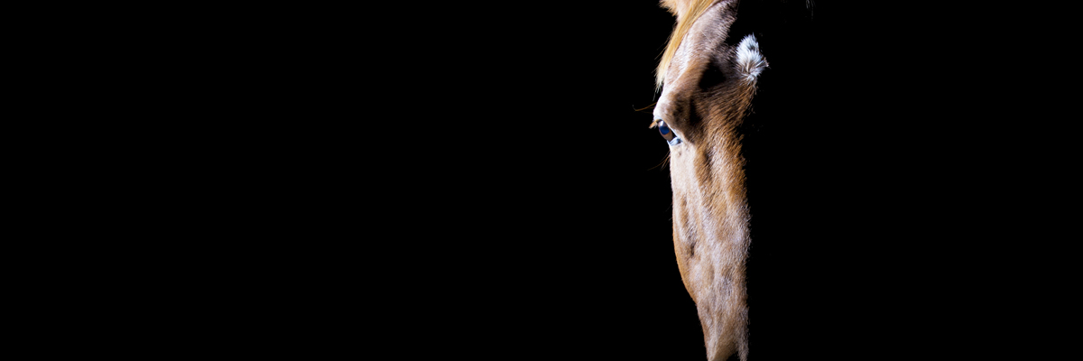 equine photographer hertfordshire